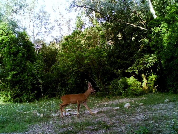 Seven hunter cameras